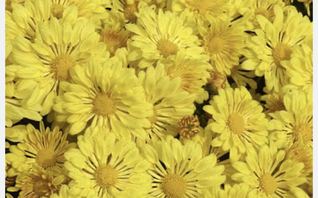 Chinese Herb – JU HUA Chrysanthemum